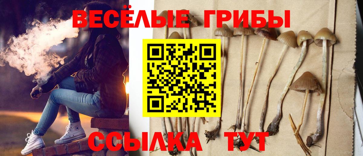 Псилоцибиновые грибы мицелий Горно-Алтайск