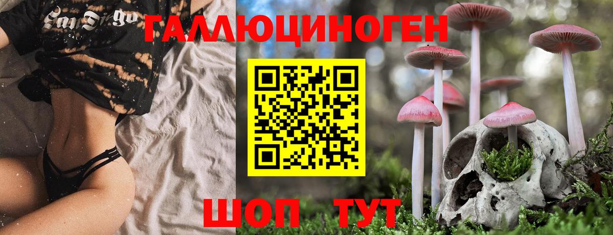 Горно-Алтайск  Галлюциногенные грибы Psilocybine cubensis  Вход с VPN 